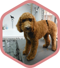 Jennifer Ann Forshaw